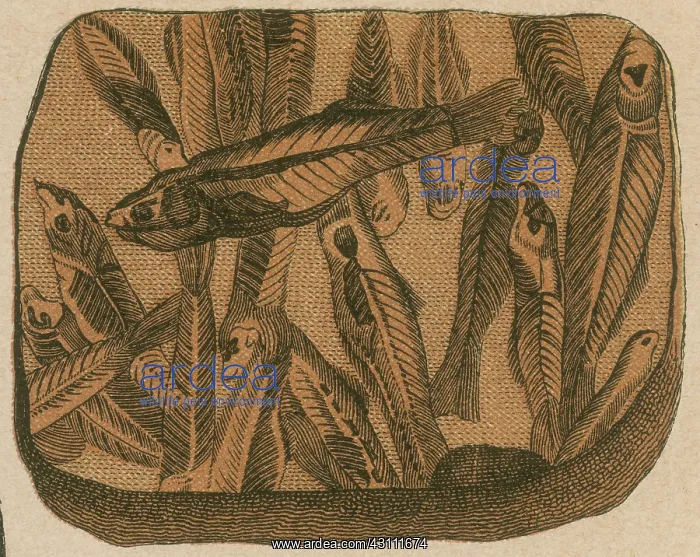 : Prehistoric Fish, Lebias cephalotes : Prehistoric Fish, Lebias cephalotes