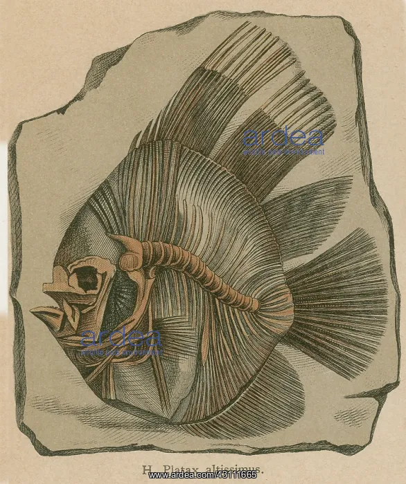 : Prehistoric Fish, Platax altissimus : Prehistoric Fish, Platax altissimus