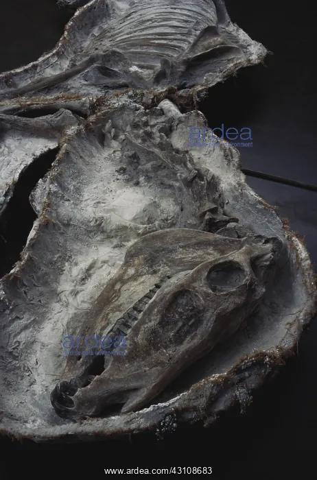 : Prehistoric Horse : Prehistoric Horse