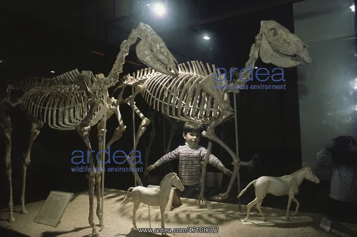 : Prehistoric Horses : Prehistoric Horses