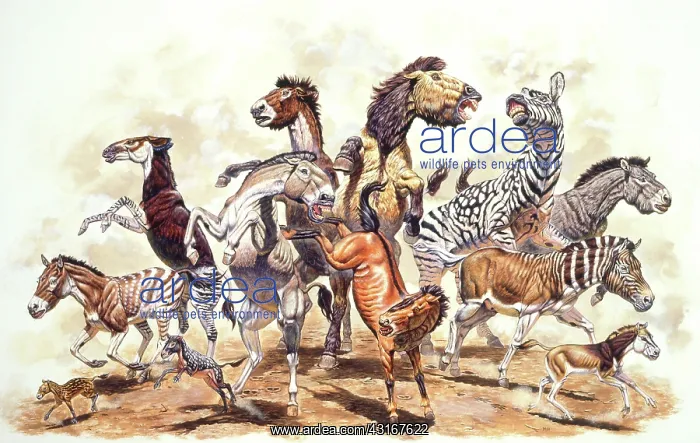 : Prehistoric Horses : Prehistoric Horses