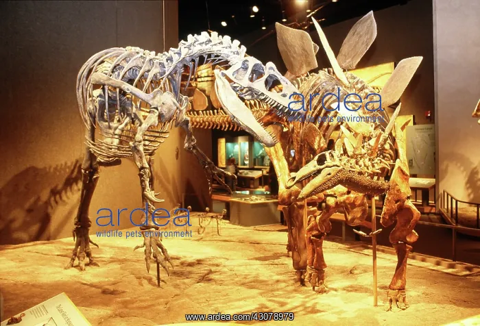 : Prehistoric Journey Exhibit : Prehistoric Journey Exhibit