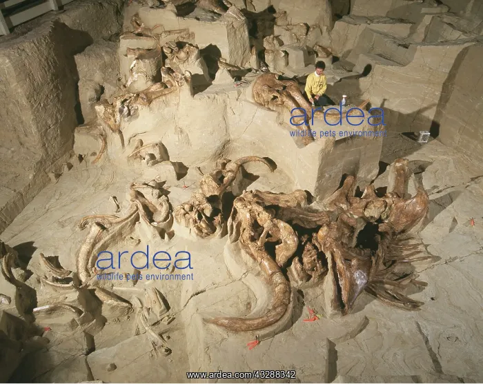 : Prehistoric - Mammoth Excavation : Prehistoric - Mammoth Excavation