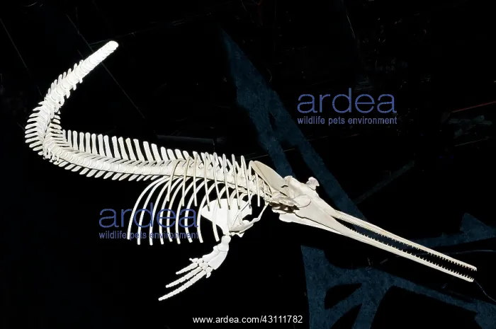 : Prehistoric Odontocetes Toothed Whale Fossil : Prehistoric Odontocetes Toothed Whale Fossil