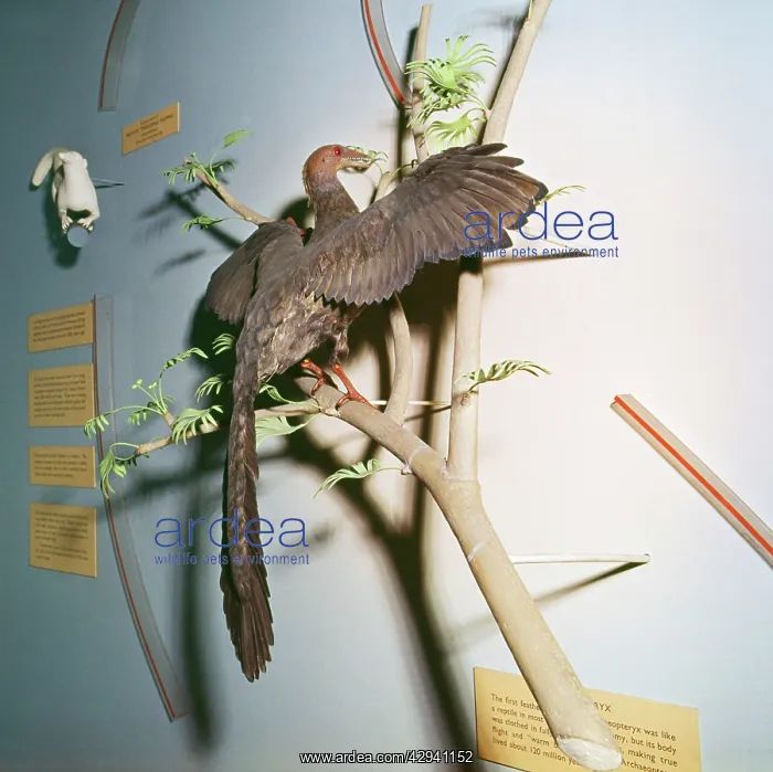 : Prehistoric Reconstruction - Archaeopteryx : Prehistoric Reconstruction - Archaeopteryx
