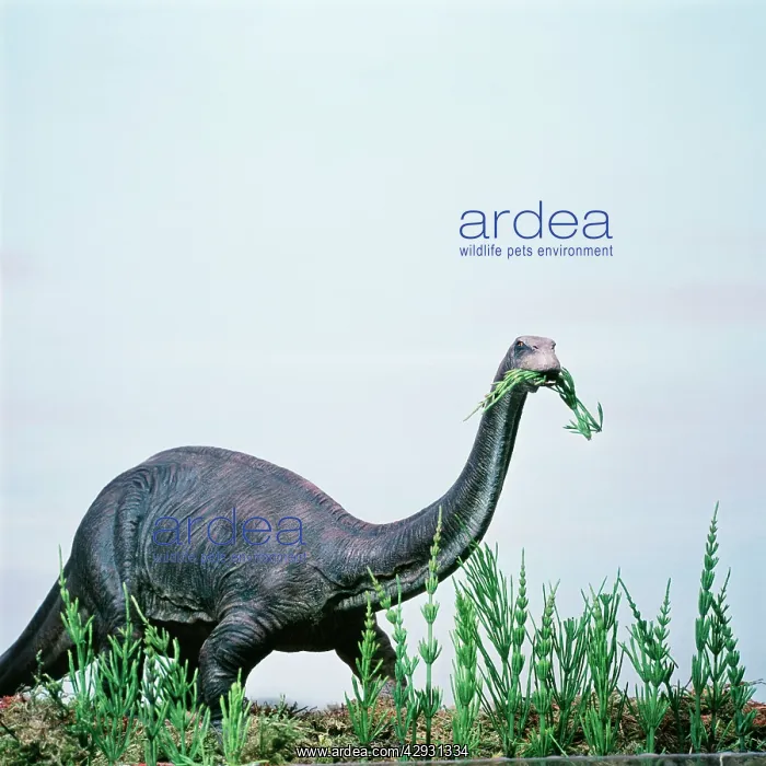 : Prehistoric Reconstruction - Brontosaurus / Apatosaurus : Prehistoric Reconstruction - Brontosaurus / Apatosaurus