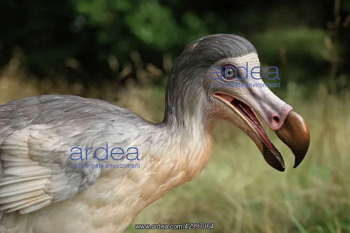 : Prehistoric Reconstruction: Dodo : Prehistoric Reconstruction: Dodo