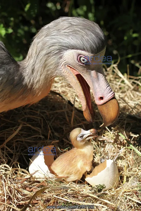 : Prehistoric Reconstruction: Dodo - with hatching : Prehistoric Reconstruction: Dodo - with hatching