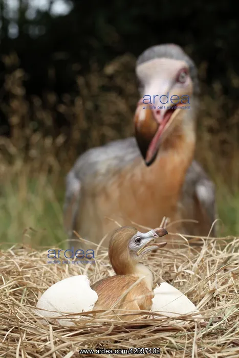 : Prehistoric Reconstruction: Dodo - with hatching : Prehistoric Reconstruction: Dodo - with hatching