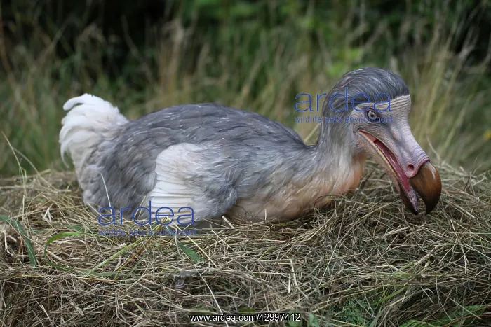 : Prehistoric Reconstruction: Dodo - on nest : Prehistoric Reconstruction: Dodo - on nest