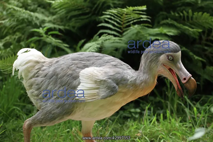 : Prehistoric Reconstruction: Dodo - walking : Prehistoric Reconstruction: Dodo - walking