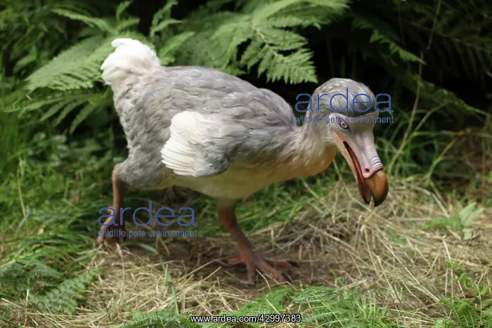 : Prehistoric Reconstruction: Dodo - walking : Prehistoric Reconstruction: Dodo - walking
