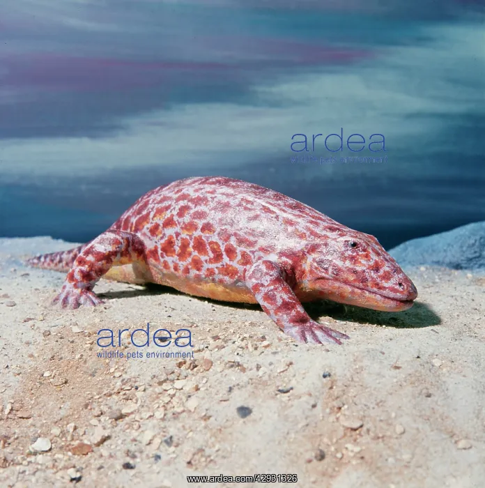 : PREHISTORIC RECONSTRUCTION - Eyrops : PREHISTORIC RECONSTRUCTION - Eyrops