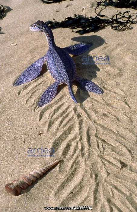 : Prehistoric Reconstruction - Hatchling Plesiosaur : Prehistoric Reconstruction - Hatchling Plesiosaur