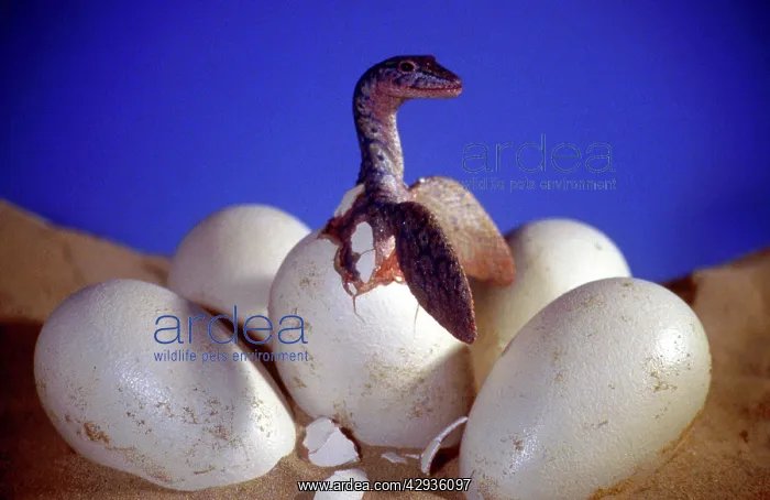 : Prehistoric Reconstruction - Hatchling Plesiosaur : Prehistoric Reconstruction - Hatchling Plesiosaur