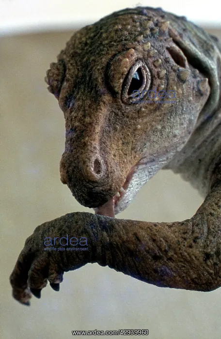 : Prehistoric Reconstruction: Hetrodontosaurus cleaning : Prehistoric Reconstruction: Hetrodontosaurus cleaning