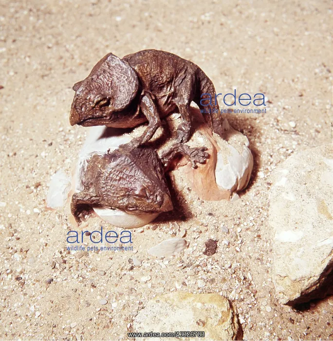  : Prehistoric reconstruction - Model of Proceratops