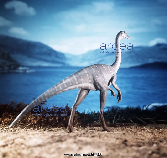 : Prehistoric reconstruction - Ornithomimus model : Prehistoric reconstruction - Ornithomimus model