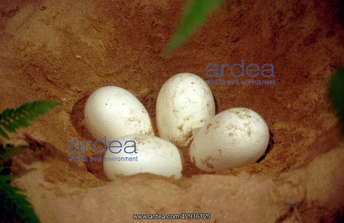 : Prehistoric Reconstruction - Plesiosaur Eggs in nest chamber : Prehistoric Reconstruction - Plesiosaur Eggs in nest chamber