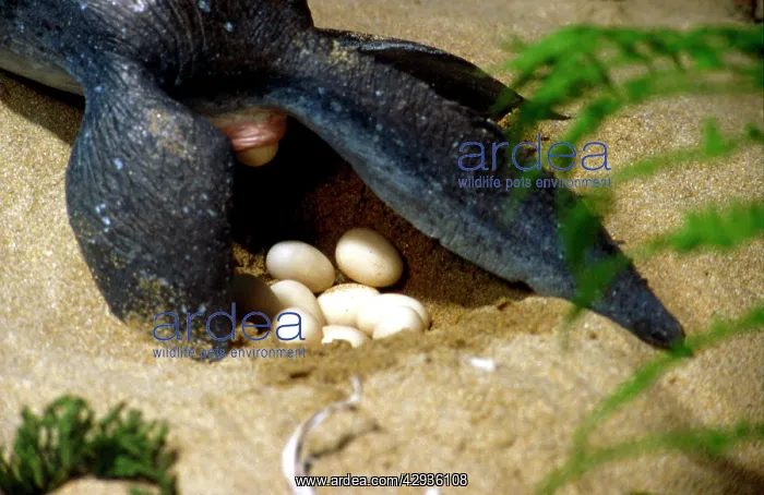 : Prehistoric Reconstruction - Plesiosaur Laying eggs : Prehistoric Reconstruction - Plesiosaur Laying eggs