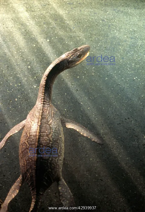 : Prehistoric Reconstruction: Plesiosaurus macrocephalus : Prehistoric Reconstruction: Plesiosaurus macrocephalus