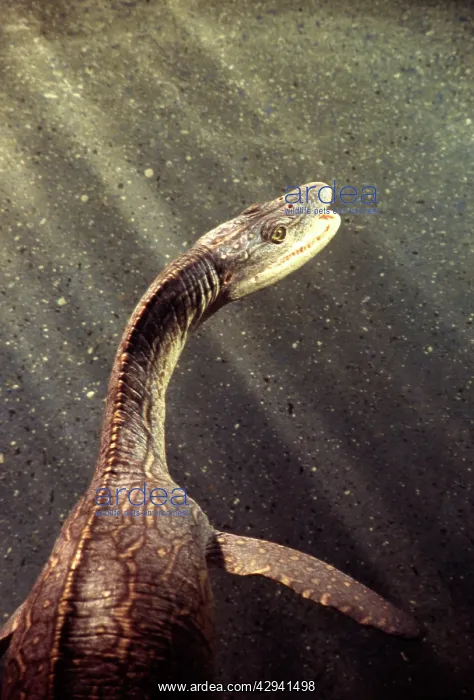 : Prehistoric Reconstruction: Plesiosaurus macrocephalus : Prehistoric Reconstruction: Plesiosaurus macrocephalus
