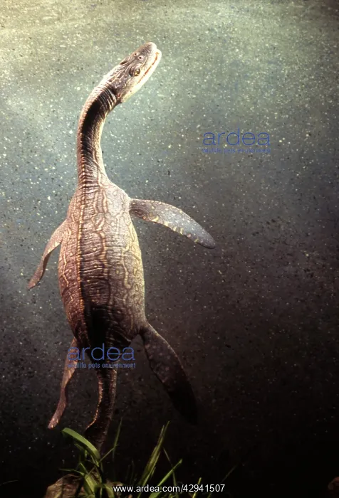 : Prehistoric Reconstruction: Plesiosaurus macrocephalus : Prehistoric Reconstruction: Plesiosaurus macrocephalus