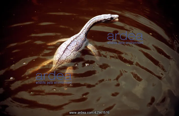 : Prehistoric Reconstruction: Plesiosaurus macrocephalus : Prehistoric Reconstruction: Plesiosaurus macrocephalus