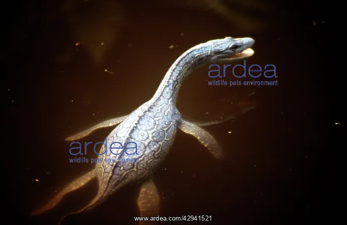  : Prehistoric Reconstruction: Plesiosaurus macrocephalus