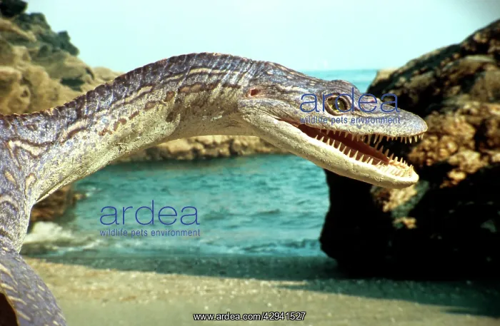 : Prehistoric Reconstruction: Plesiosaurus macrocephalus : Prehistoric Reconstruction: Plesiosaurus macrocephalus