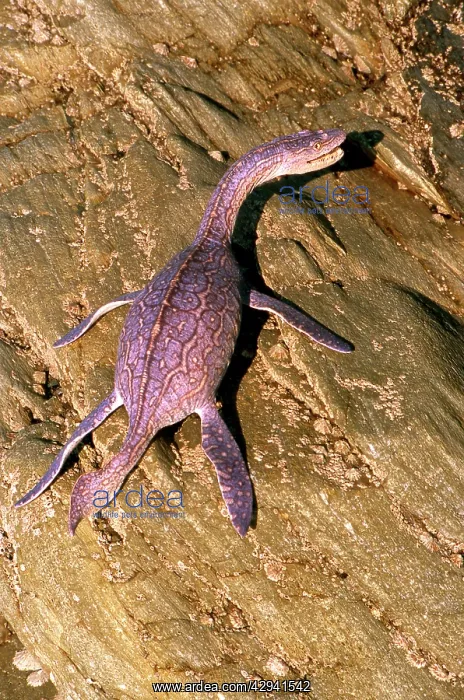 : Prehistoric Reconstruction: Plesiosaurus macrocephalus : Prehistoric Reconstruction: Plesiosaurus macrocephalus