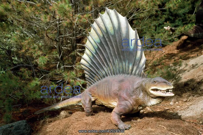 : Prehistoric Reconstruction - pre-dinosaur dimetrodon : Prehistoric Reconstruction - pre-dinosaur dimetrodon