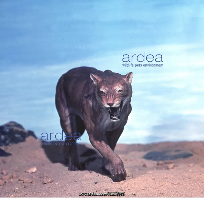: Prehistoric reconstruction - Sabre-Tooth Tiger model : Prehistoric reconstruction - Sabre-Tooth Tiger model