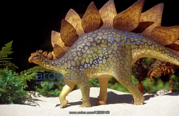 : Prehistoric Reconstruction - Stegosauraus Stenops : Prehistoric Reconstruction - Stegosauraus Stenops