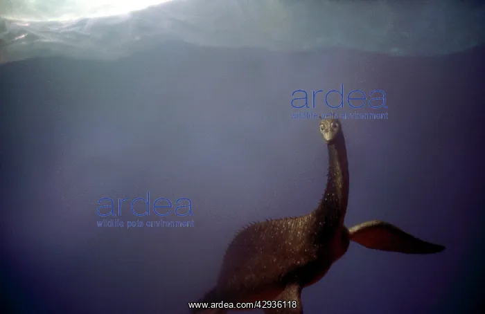 : Prehistoric Reconstruction - Swimming Plesiosaur : Prehistoric Reconstruction - Swimming Plesiosaur