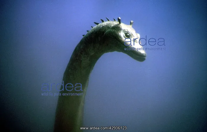 : Prehistoric Reconstruction - Swimming Plesiosaur : Prehistoric Reconstruction - Swimming Plesiosaur