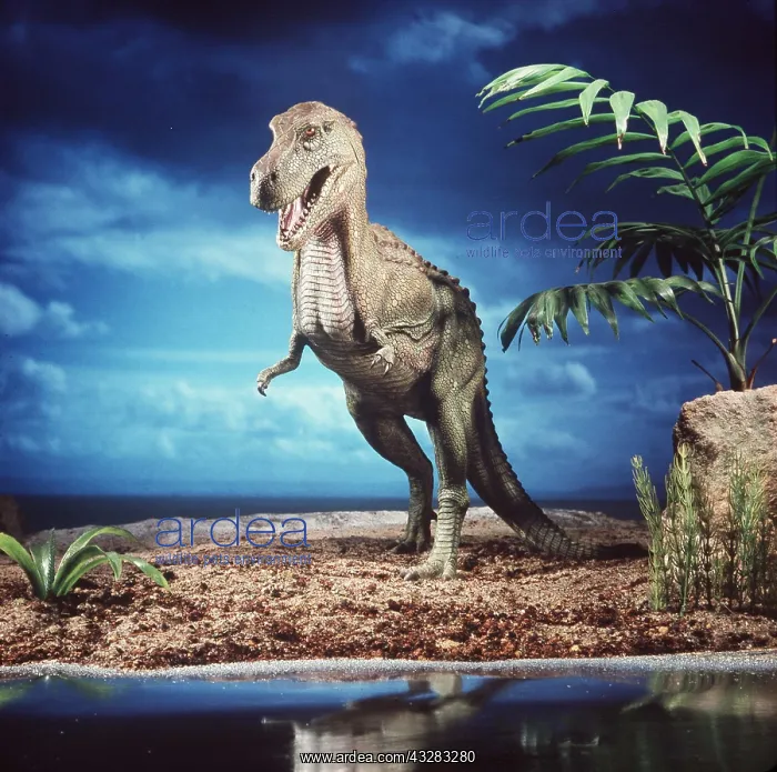 : Prehistoric reconstruction - Tyrannosaurus Rex Dinosaur : Prehistoric reconstruction - Tyrannosaurus Rex Dinosaur