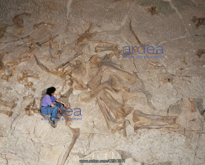 : PREHISTORIC - Sauropod - Bones in Jurassic sediments : PREHISTORIC - Sauropod - Bones in Jurassic sediments
