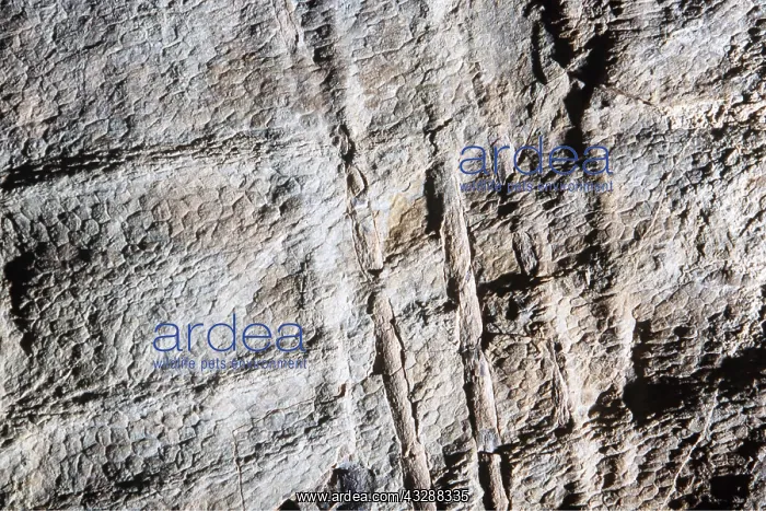  : PREHISTORIC - Skin impression and bony tendons of
