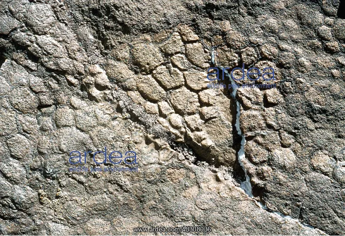 : Prehistoric - Skin impression of Hadrosaur : Prehistoric - Skin impression of Hadrosaur