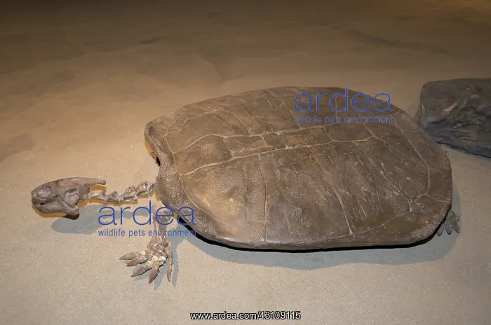 : Prehistoric Turtle : Prehistoric Turtle
