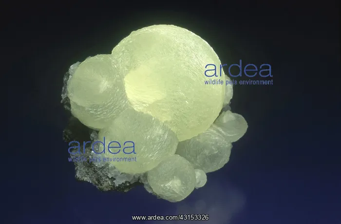 : Prehnite from Paterson, New Jersey. Prehnite is a minor gemstone, found in basalt cavities : Prehnite from Paterson, New Jersey. Prehnite is a minor gemstone, found in basalt cavities