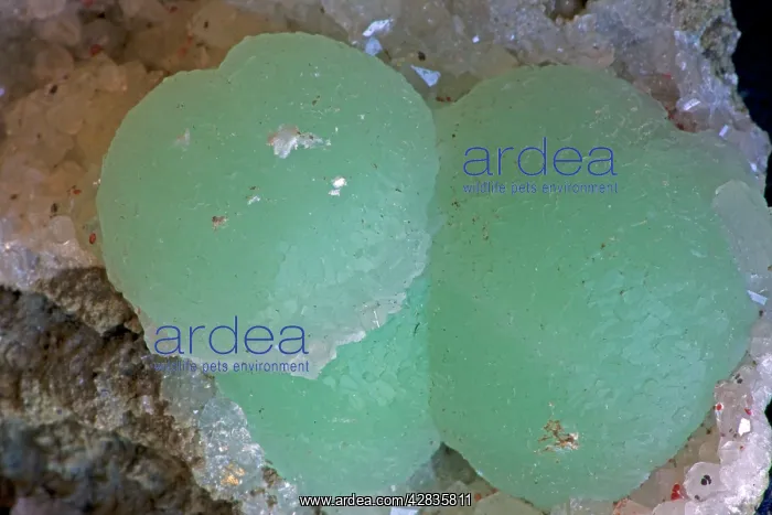 : Prehniteon Datolite Mineral Specimen Close-up : Prehniteon Datolite Mineral Specimen Close-up