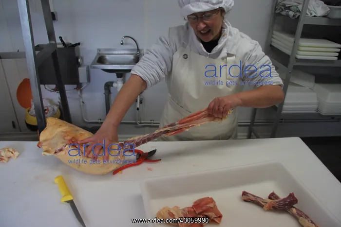 : Preparation and cutting the fat duck : Preparation and cutting the fat duck