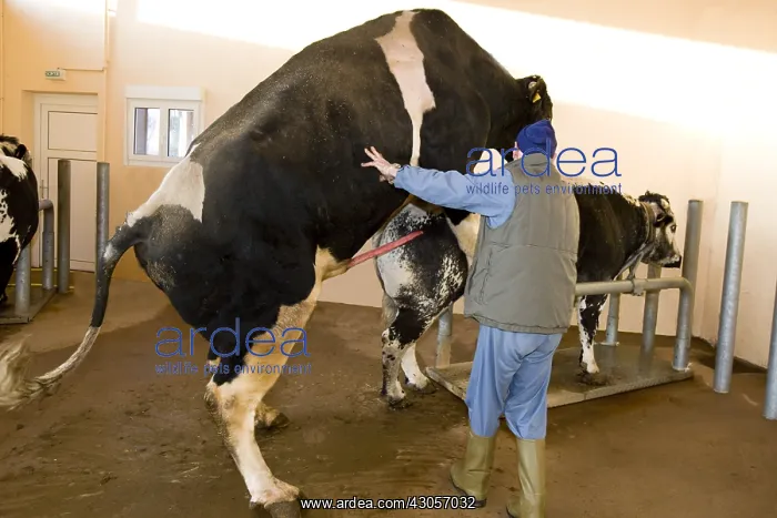 : Preparation of Holstein bull before semen sample : Preparation of Holstein bull before semen sample