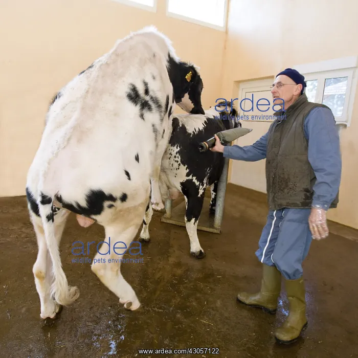 : Preparation of Holstein bull before semen sample : Preparation of Holstein bull before semen sample
