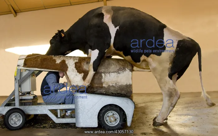  : Preparation of Holstein bull before semen sample