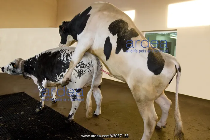 : Preparation of Holstein bull before semen sample : Preparation of Holstein bull before semen sample