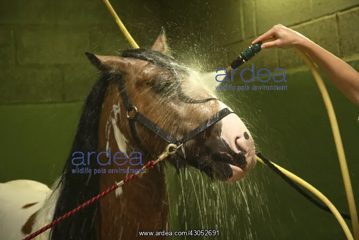 : Preparation of an Irish cob horse for beauty contest : Preparation of an Irish cob horse for beauty contest