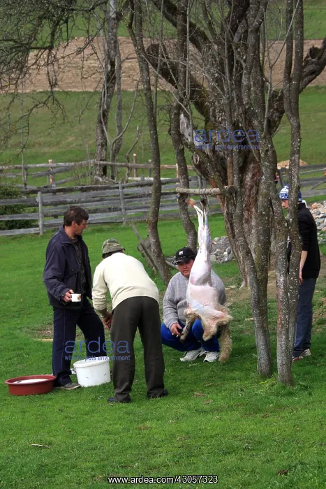 : Preparation of the paschal lamb for the Orthodox Easter : Preparation of the paschal lamb for the Orthodox Easter